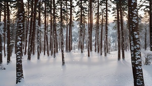 冬天雪中树林