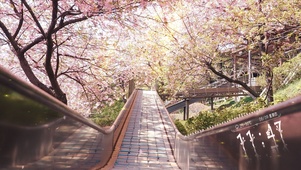 樱花之路