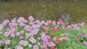 溪边小花