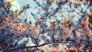 治愈护眼花丛