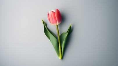 清新花朵简约壁纸