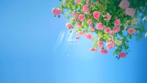 蓝天蔷薇花