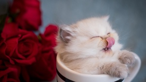 茶杯喵