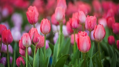 4K 唯美雨天郁金香盛开