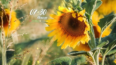 4k高清阳光向日葵系列