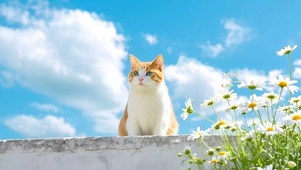 看风景的猫咪
