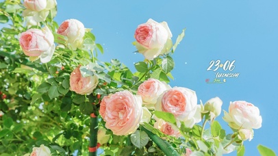 4K治愈唯美月季花