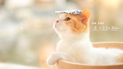 治愈人心的小猫咪