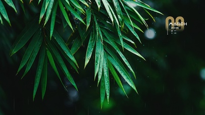 4k 春分护眼雨季竹叶