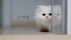 可爱小猫咪