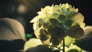 清新护眼 晨光