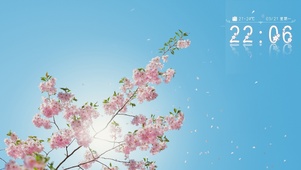 春日樱花