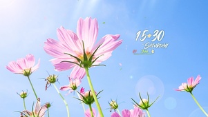 温暖阳光清新花草风景桌面