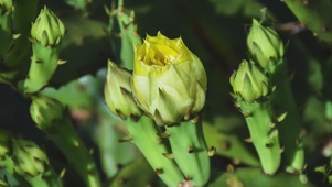 昙花一现