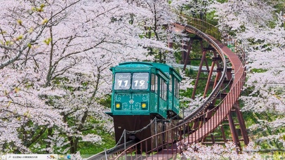 唯美治愈樱花落
