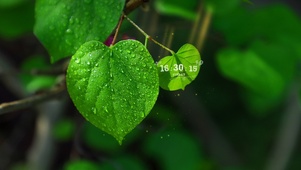 雨中唯美绿叶