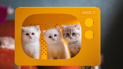 可爱三小只猫咪