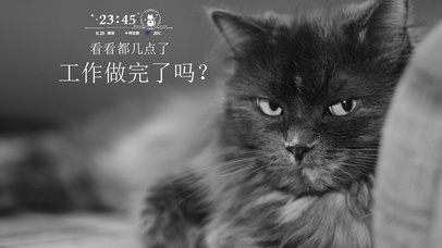 监督工作的猫咪