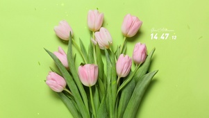 简约清新郁金香壁纸