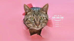 可爱的猫咪
