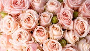 粉色花朵 玫瑰花