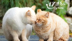胖猫相伴