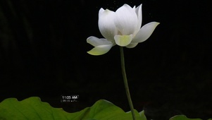 出水芙蓉