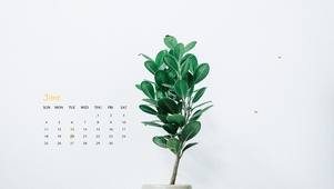 4k简约绿植壁纸
