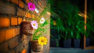 墙上的花