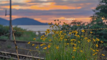 黄昏治愈小向日葵