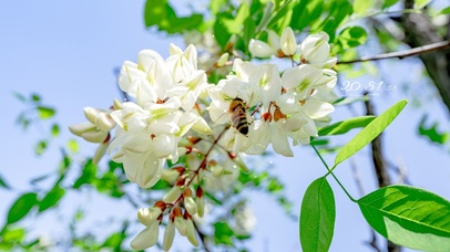 4K 清新治愈槐花盛开