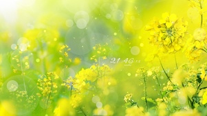 4k 春天治愈油菜花田