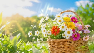 治愈阳光雏菊
