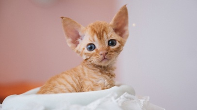 4K-猫猫偷看超治愈