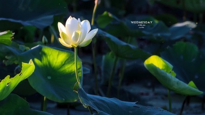 想开了-心平气和