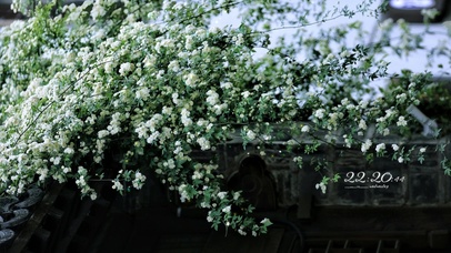 4K 唯美白木香花丛