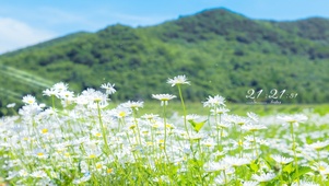 4K清新护眼小雏菊