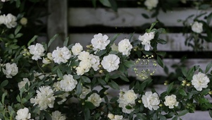 春分治愈小院的白木香