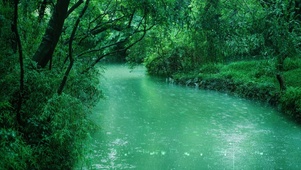 绿色森林小河