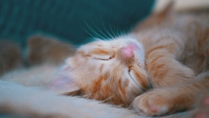 小猫睡觉(¦3[▓▓] 