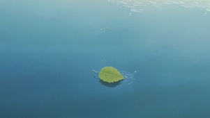 自由飘荡的绿叶～