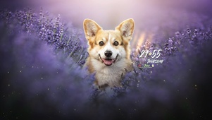 可爱狗狗
