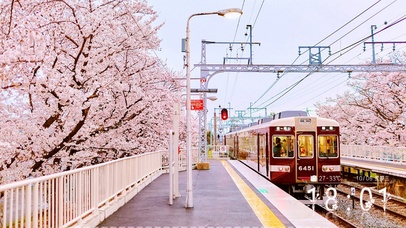 樱花列车