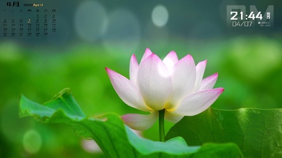 雨中荷花