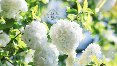 治愈唯美清新绣球花