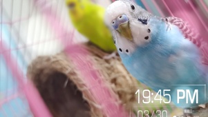 呆萌的虎皮鹦鹉