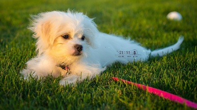 可爱狗狗温顺狗狗