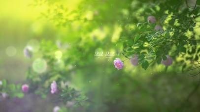 4k 治愈护眼阳光下的鲜花