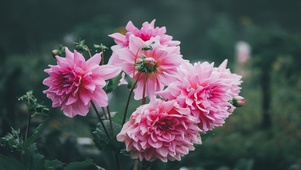 美丽小花花