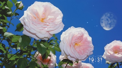 浪漫月下清新玫瑰